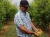 Pascual Buj, uno de los agricultores de Calanda cuya cosecha de melocotón se ha visto afectada por las últimas granizadas