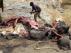 Matanza de elefantes al noreste de Camerún
