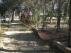 Estado de los pinares de Venecia tras el parque de atracciones