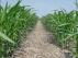 Campo de maíz cultivado según las técnicas de la agricultura de conservación