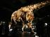 Nueva York exhibe la réplica de uno de los mayores dinosaurios jamás descubierto