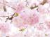Los cerezos en flor, grandes protagonistas del 'hanami'.