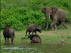 Un elefante, en el Parque Natural Chebera-Chorchora, donde se produjo el ataque a un turista español que le causó la muerte.