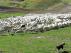 Un rebaño de ovejas trashumantes pastando en las praderas de Formigal.