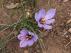 Dos flores del azafrán recién florecidas, en un terreno situado en las afueras de Monreal del Campo.