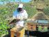 Un apicultor revisa la situación de sus colmenas en una explotación cercana a Fraga.