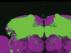 Expresión del gen nemuri (verde) en neuronas del cerebro de una mosca de la fruta