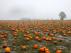 Pumpkins sit on a field ready to be picked at the Colchester Pumpkin Patch in Aldham, Britain October 24, 2019. REUTERS/Simon Dawson [[[REUTERS VOCENTO]]] BRITAIN-PUMPKINS/