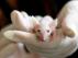 Los investigadores del CNIO han aportado evidencias en ratones y lineas celulares humanas y quieren empezar los ensayos en humanos.