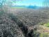 Situación ayer de un campo de alfalfa de Boquiñeni afectado por la riada.