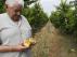 Un agricultor de Calanda observa los daños producidos por el pedrisco en la fruta.