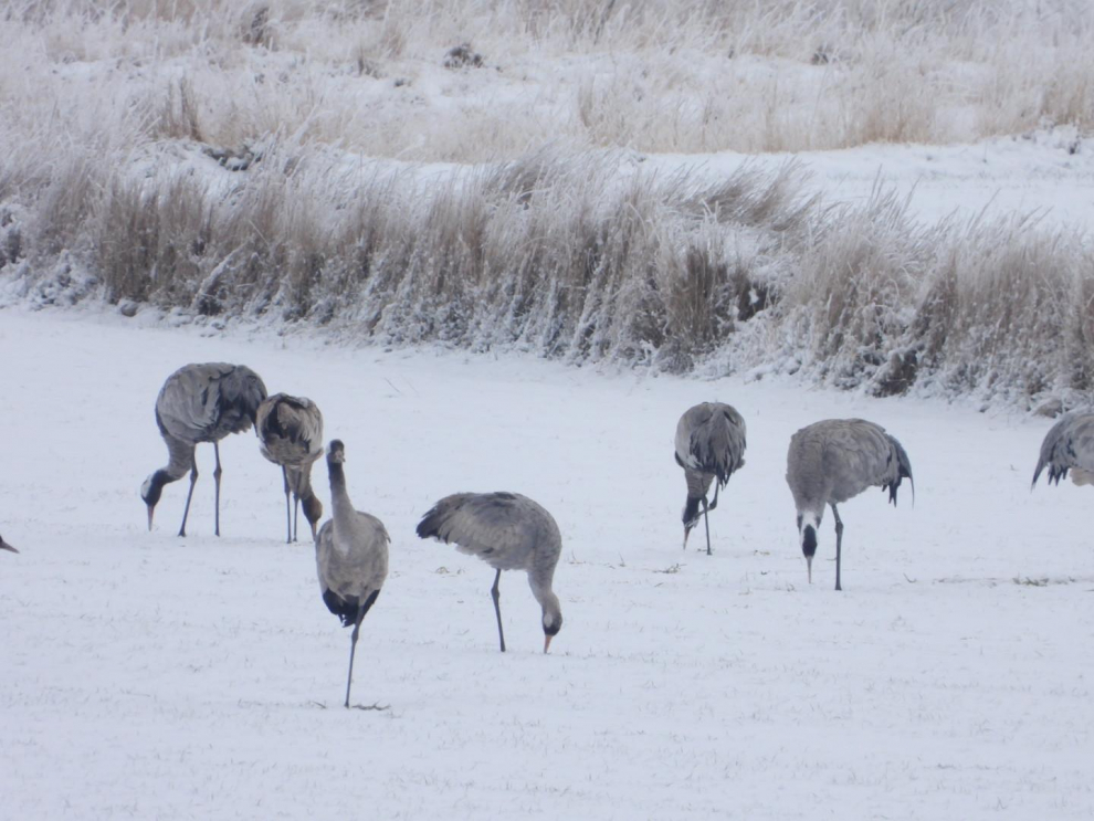 Grullas en la laguna de Gallocanta a la pata coja sobre el suelo nevado, este 28 de febrero.