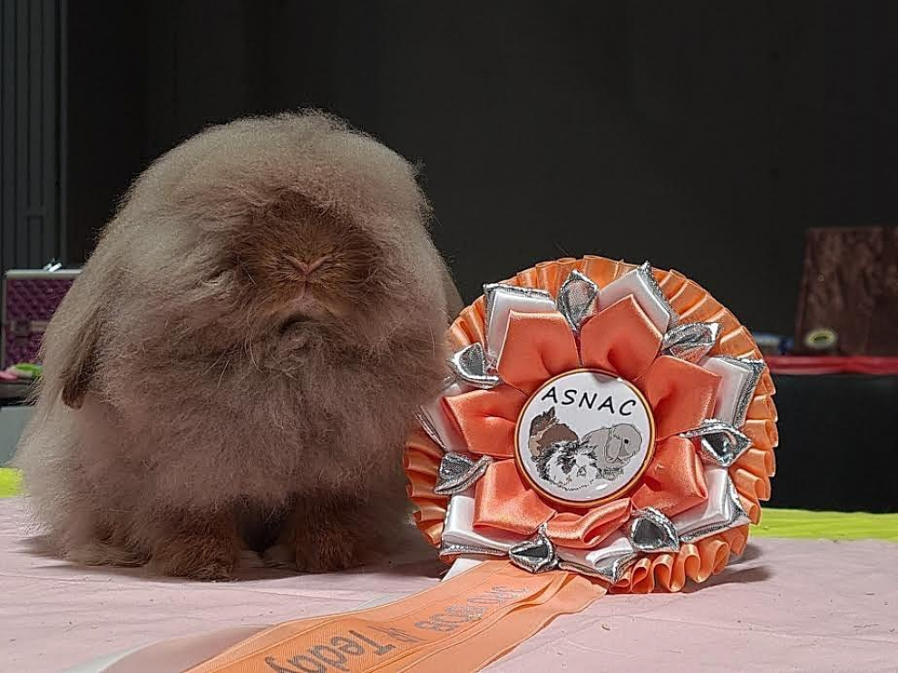 Conejo "Teddy Dwerg".