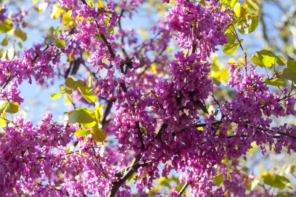 Zaragoza florece