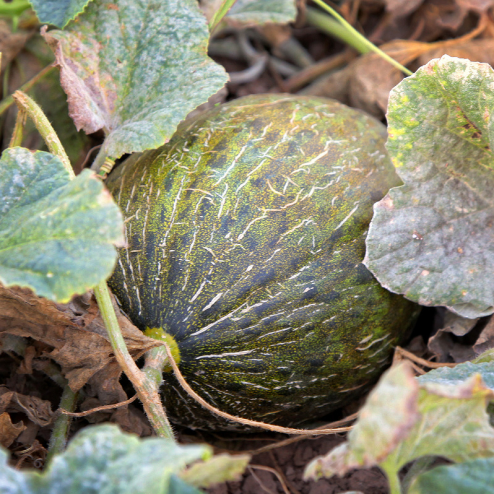 El melón es uno de los frutos más consumidos en verano