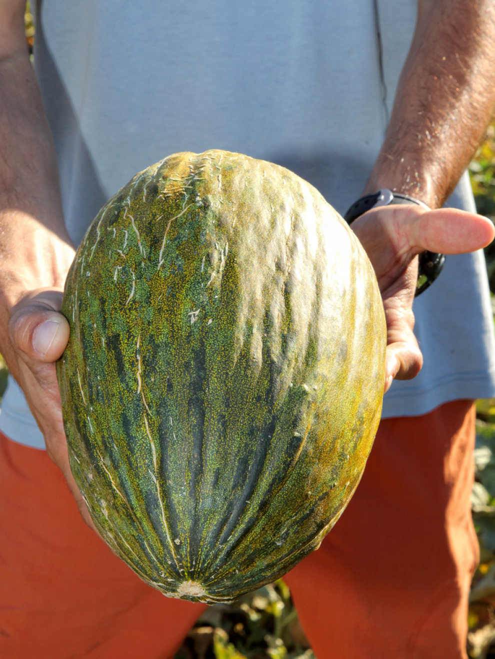 El melón es uno de los frutos más consumidos en verano