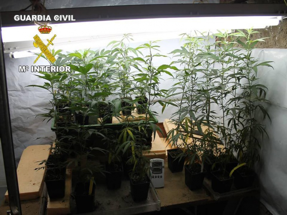 La Guardia Civil ha descubierto una plantación de marihuana en una vivienda de La Almunia de Doña Godina.