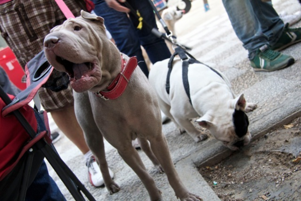 Celebración de la primera quedada canina en el zaragozano barrio de Las Fuentes.