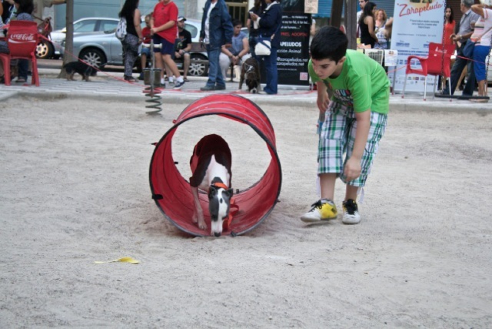 Celebración de la primera quedada canina en el zaragozano barrio de Las Fuentes.