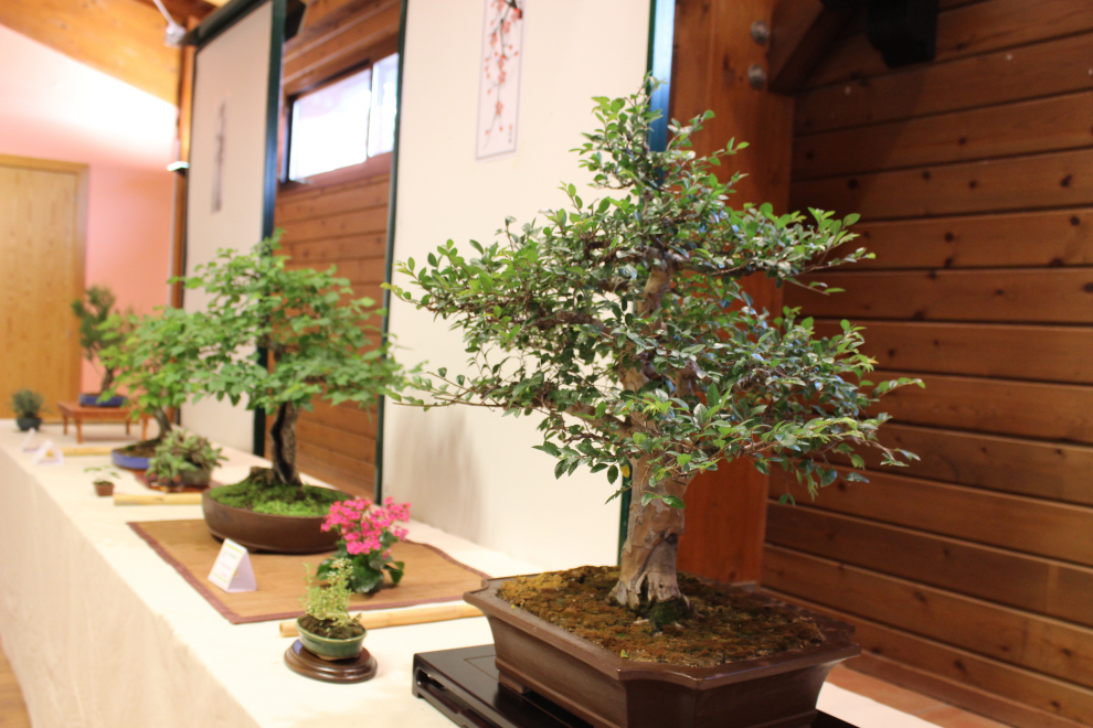 II Exposición de Bonsái en Zaragoza Imágenes