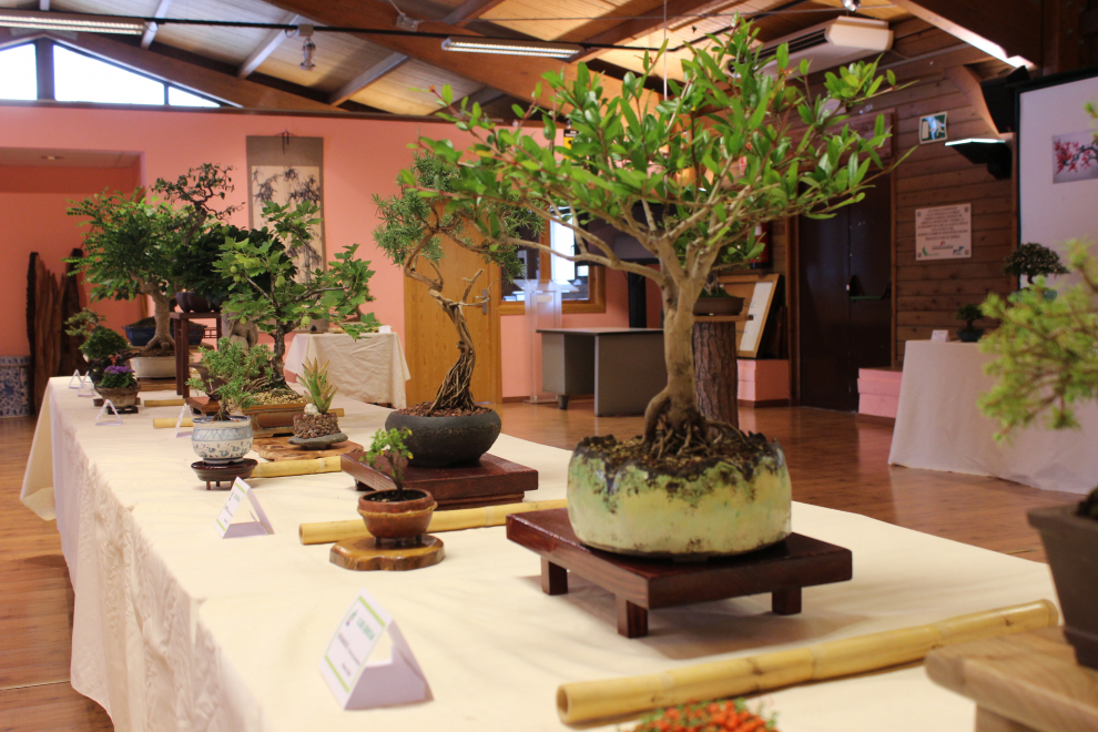 II Exposición de Bonsái en Zaragoza Imágenes
