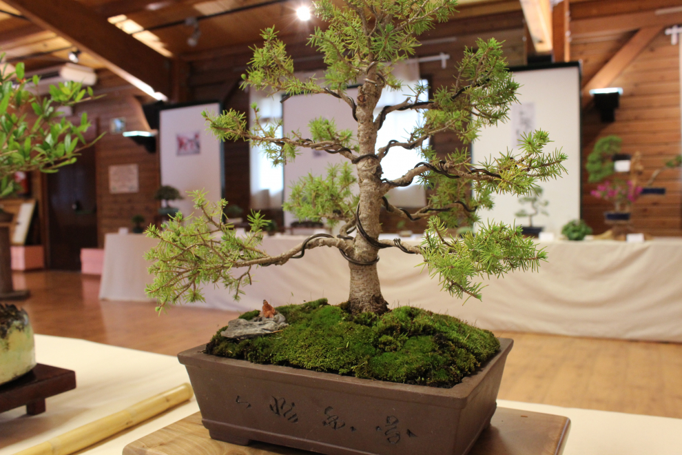 II Exposición de Bonsái en Zaragoza