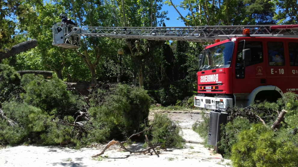El domingo se produjo la caída de un árbol de gran altura junto al jardín botánico.