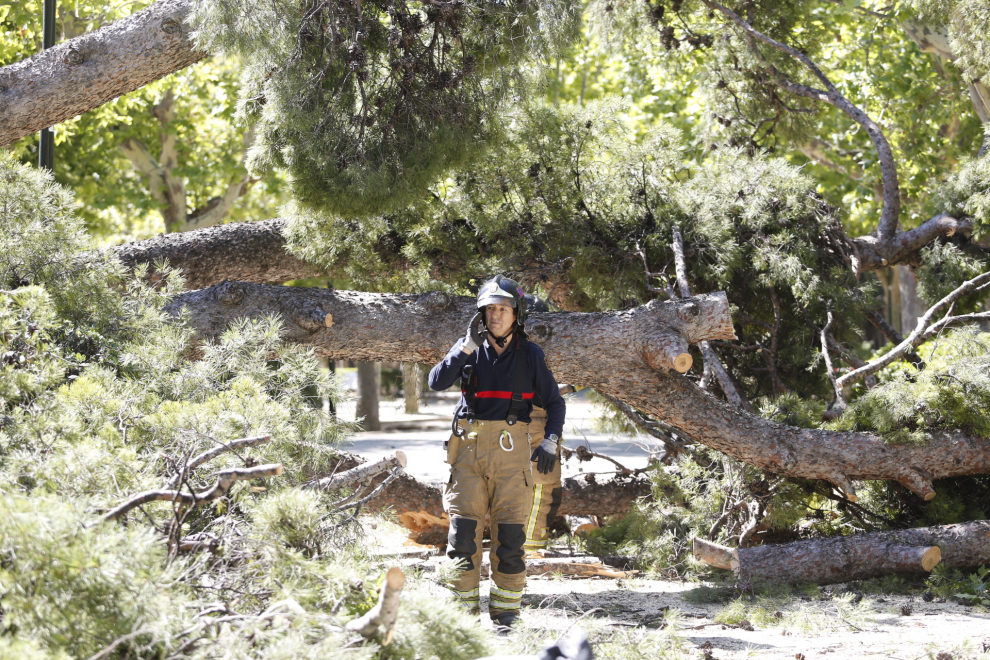 Los Bomberos trabajaron el domingo en la caída de un árbol y en la retirada de otro en el Parque Grande.