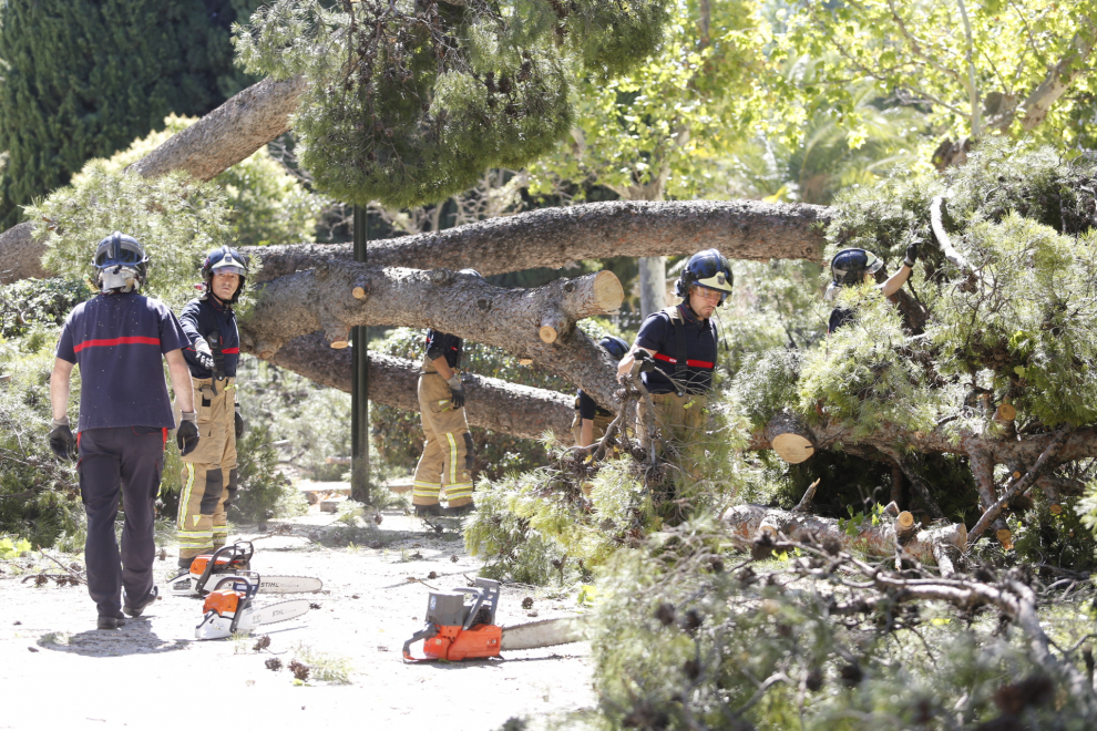 Los Bomberos trabajaron el domingo en la caída de un árbol y en la retirada de otro en el Parque Grande.