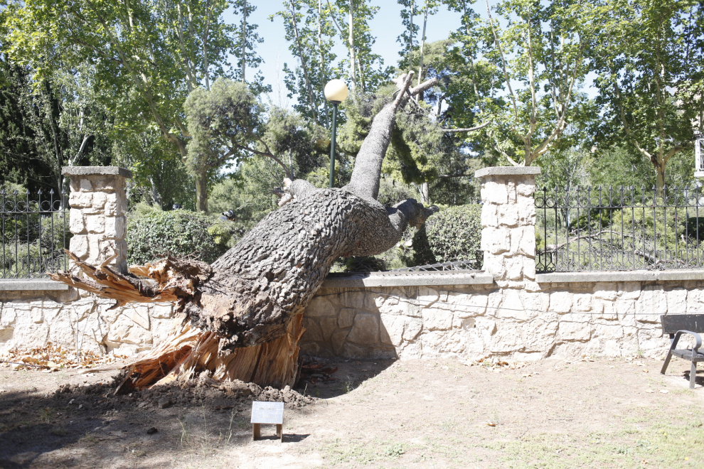 Los Bomberos trabajaron el domingo en la caída de un árbol y en la retirada de otro en el Parque Grande.