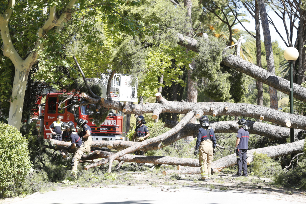 Los Bomberos trabajaron el domingo en la caída de un árbol y en la retirada de otro en el Parque Grande.