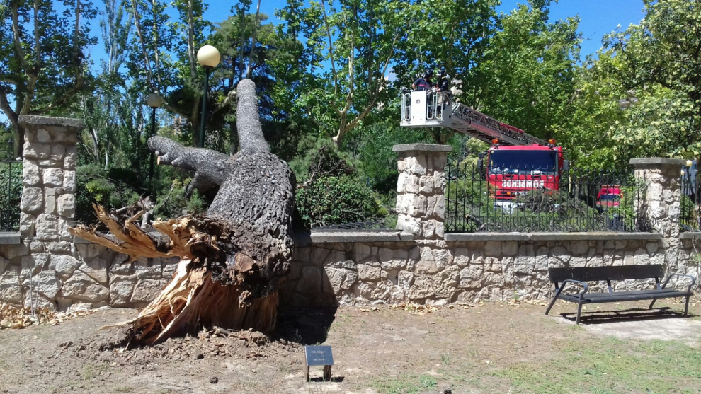 El domingo se produjo la caída de un árbol de gran altura junto al jardín botánico.