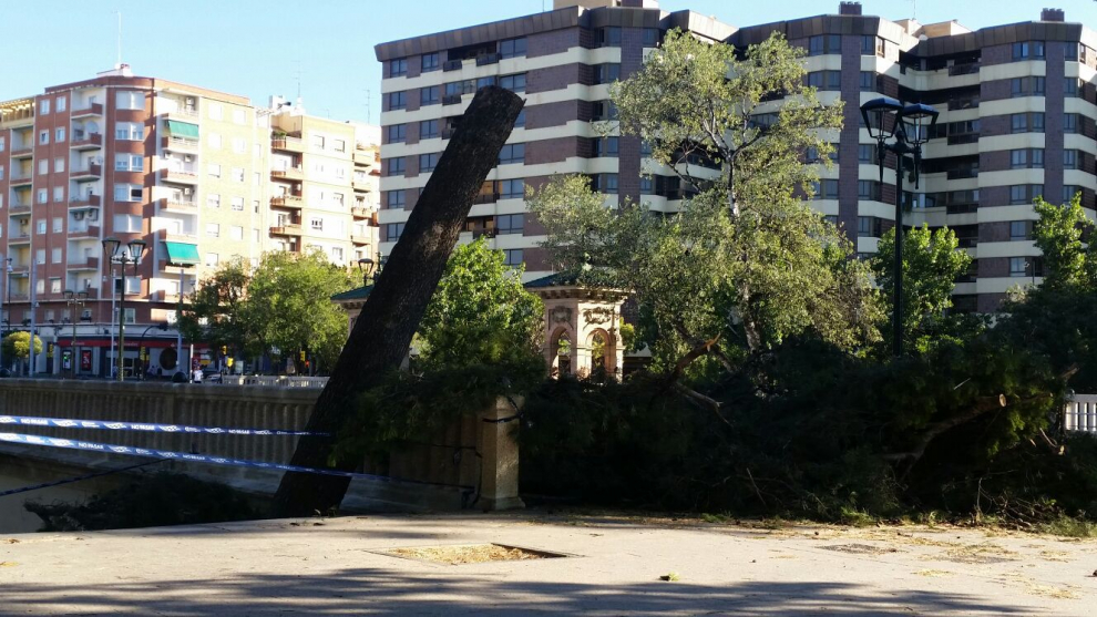 Los Bomberos talaron un árbol este domingo en la entrada del parque.