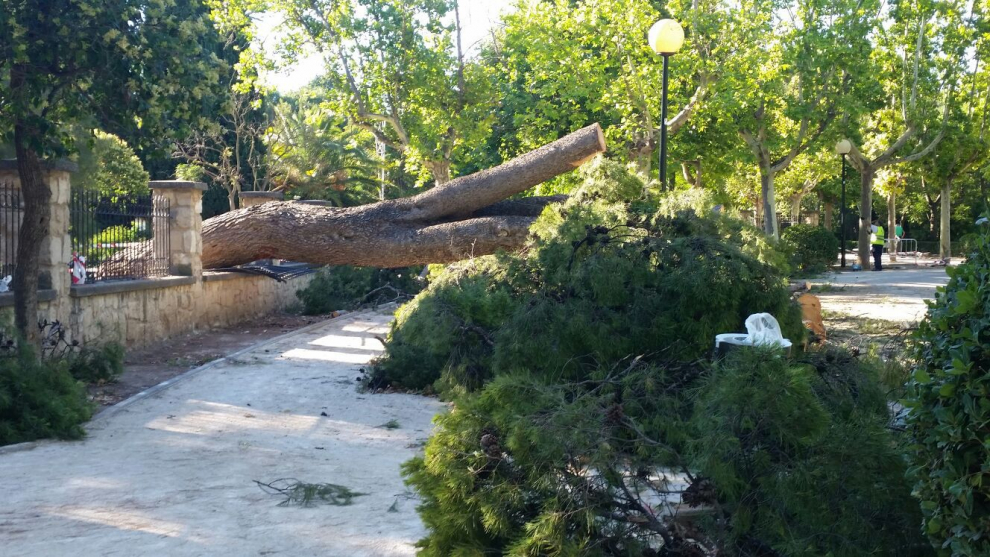 Los Bomberos talaron un árbol este domingo en la entrada del parque.