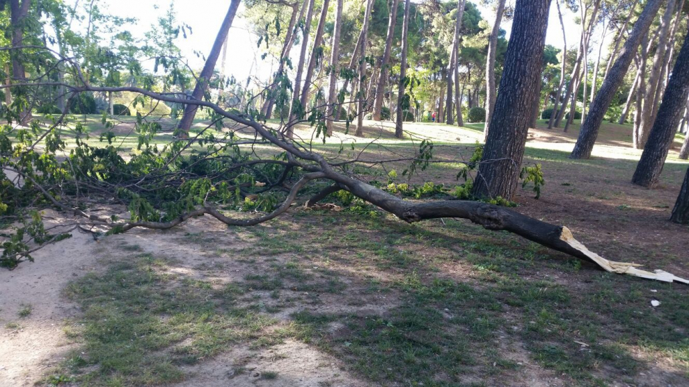 Dos árboles cayeron la noche del domingo en el Parque Grande.