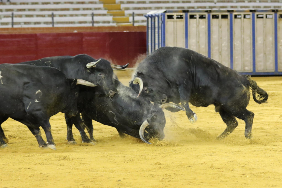 Desencajonamiento de los toros de la corrida del viernes en Teruel