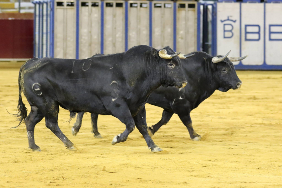 Desencajonamiento de los toros de la corrida del viernes en Teruel