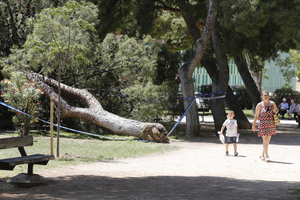 Un árbol junto a un colegio ha caído este miércoles en los jardines de Lisboa.