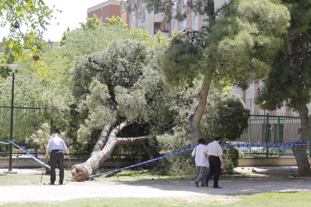 Un árbol junto a un colegio ha caído este miércoles en los jardines de Lisboa.
