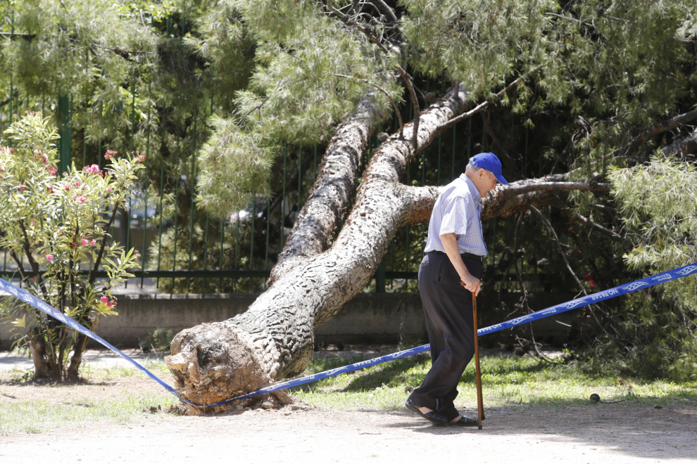 Un árbol junto a un colegio ha caído este miércoles en los jardines de Lisboa.