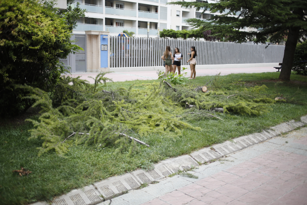 Cae un nuevo árbol en el Actur y los bomberos de Zaragoza podan otro de manera preventiva