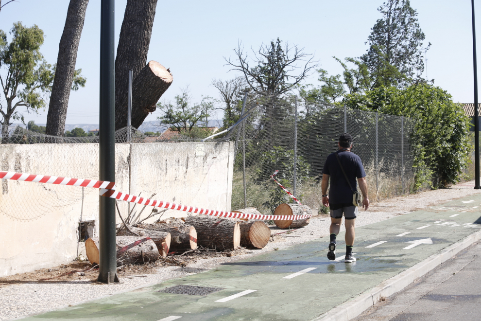 Cae otro árbol en la entrada a Garrapinillos