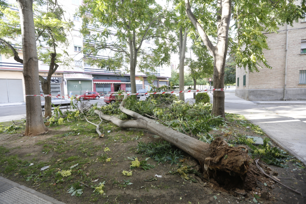 Muchos árboles y ramas han caído en los últimos meses en la capital aragonesa.