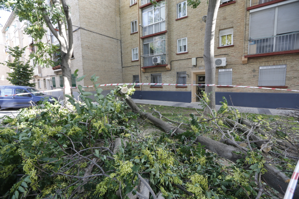 Cae un árbol de 18 metros sobre dos coches en las Delicias