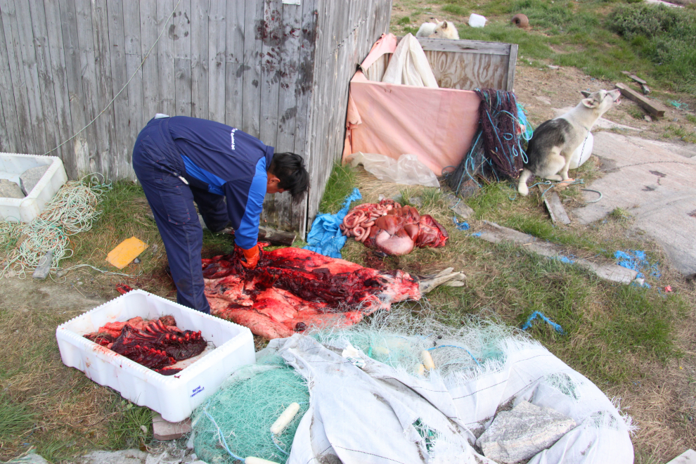 Un habitante de la localidad de Ilulissat alimenta a su perro groenlandes con carne de foca cruda.