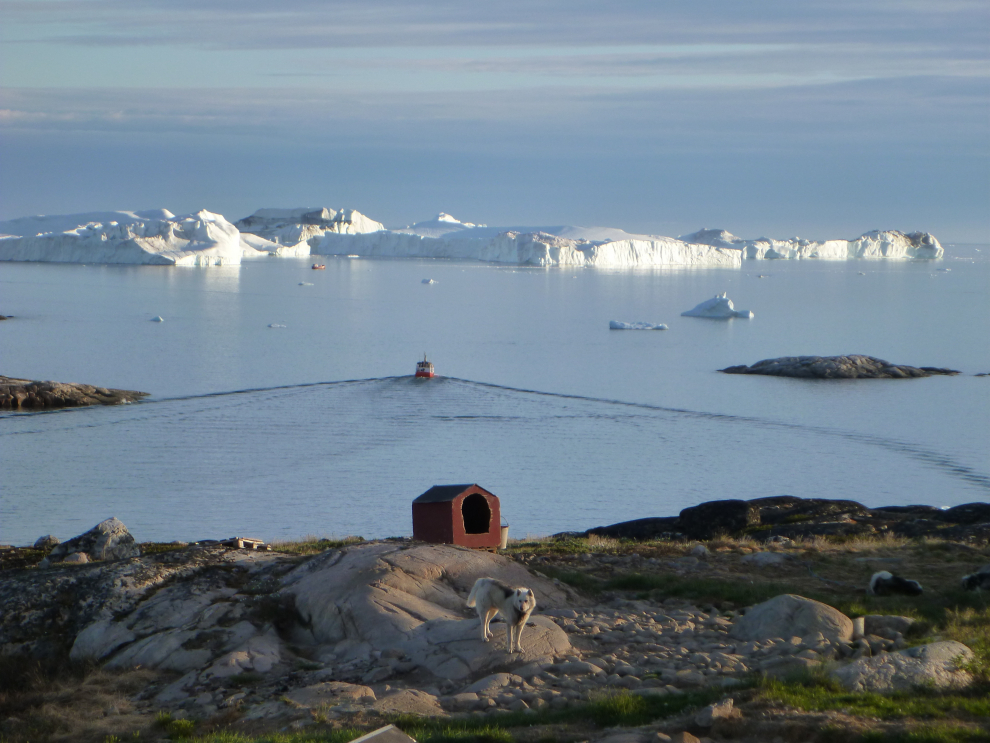 Inmediaciones de Ilulissat con icebergs al fondo y perro de raza groenlandes en primer plano.
