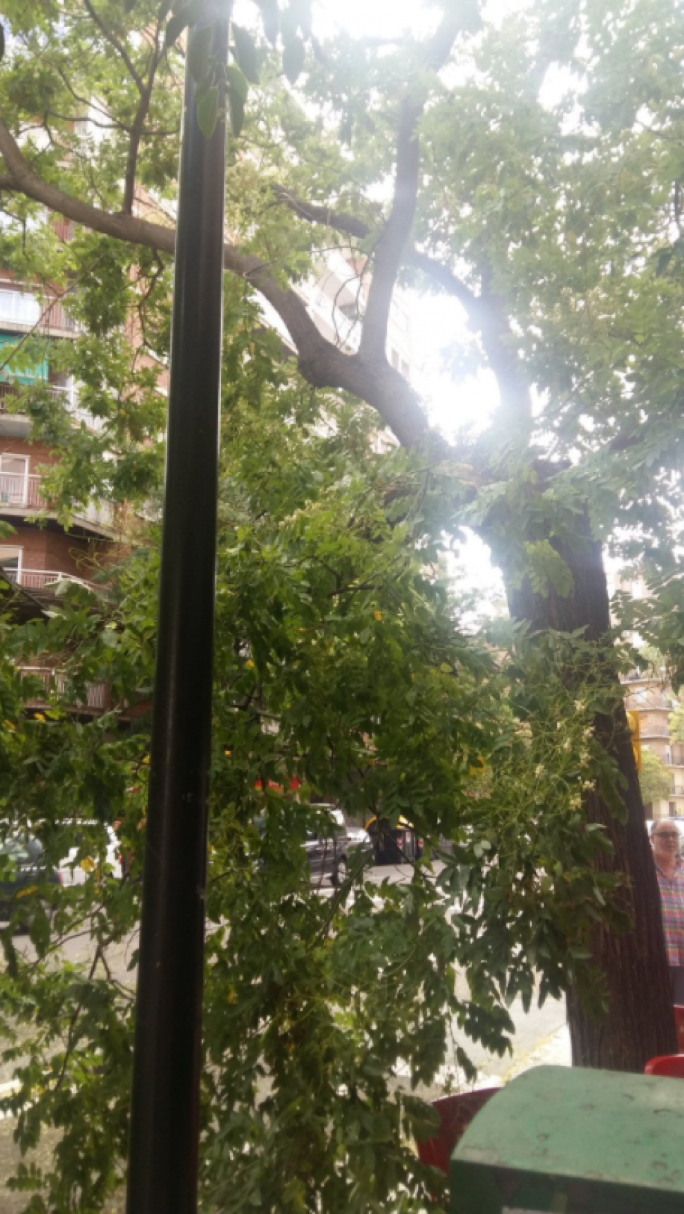 Una nueva rama cae en las calles de Zaragoza