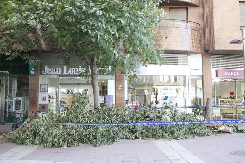 En la plaza Albert Schweitzer con el paseo de las Damas un árbol tuvo que ser cortado.