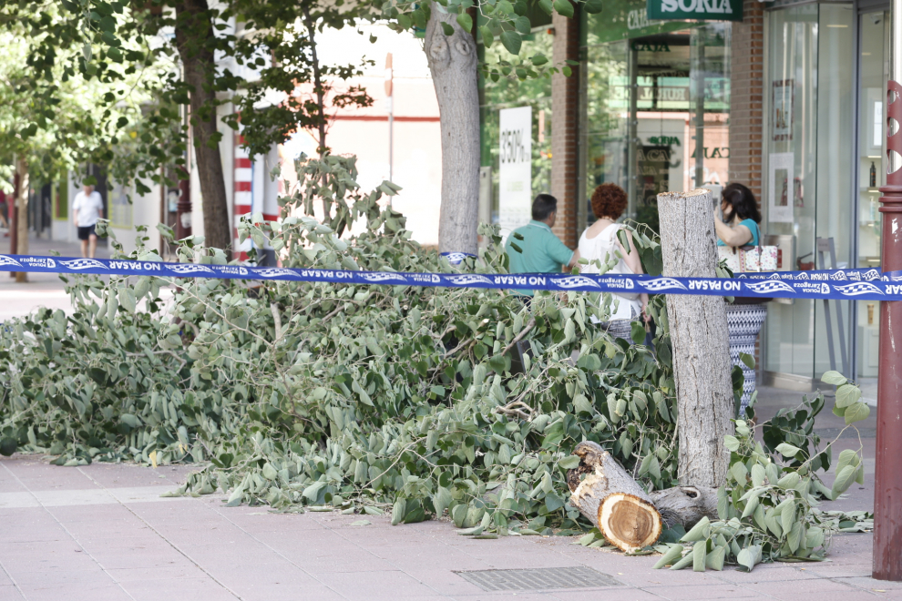 Varios árboles sufren las consecuencias de las tormentas y el viento de las últimas horas