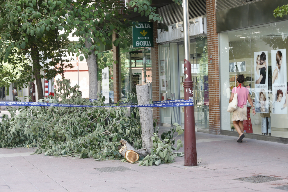 En la plaza Albert Schweitzer con el paseo de las Damas un árbol tuvo que ser cortado.